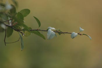 Shallow depth of field