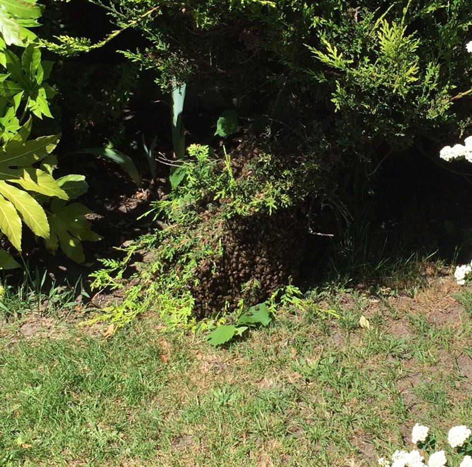 Bee swarm on the ground on Conifer.