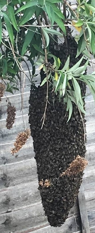 Close up of bee swarm hanging of a Budlea tree.